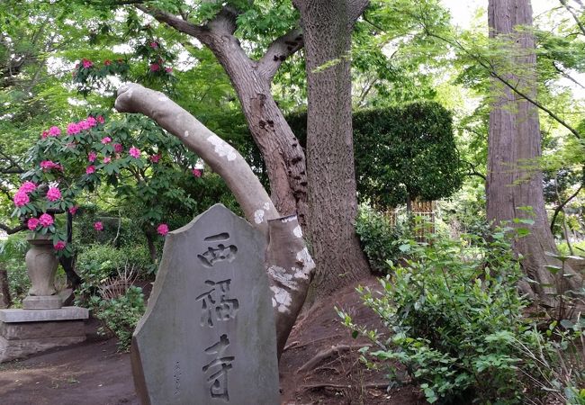 瀬谷八福神の西福寺(布袋尊さま)に行ってみた！