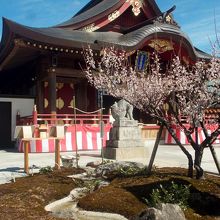 曲水の庭・拝殿と梅。