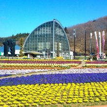 春は2万6千本のパンジーが咲いてます。