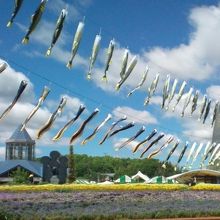 6月ごろには珍しいアユのぼりが泳いでます。