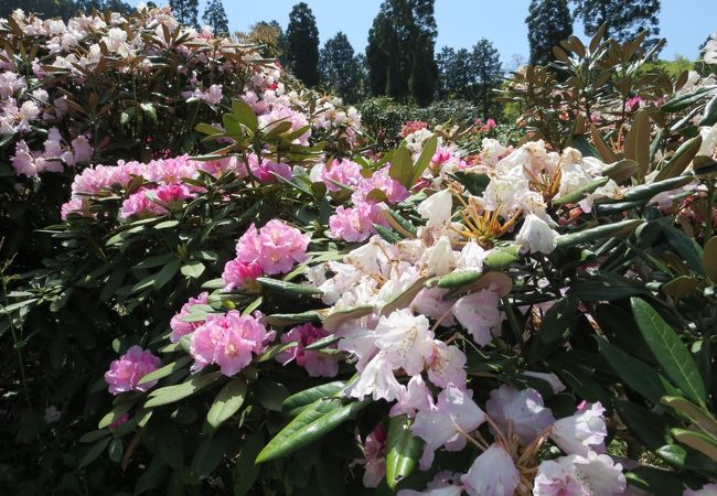 大山しゃくなげ園