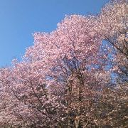 お花の季節が特にお勧めです