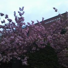 建物と八重桜とのコラボはこんな感じです