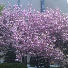 建物向かって右手に3本並ぶ八重桜が特に素晴らしいです！