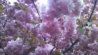 八重桜は非常に見応えがあります！