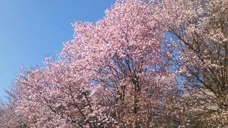 お花の季節が特にお勧めです