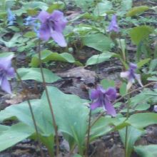 カタクリの群落も見事です