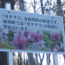 因みにカタクリは、和寒町の花にもなっています