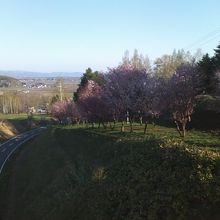 市街地方面に続く道路沿いにも桜の木々が並んでいます