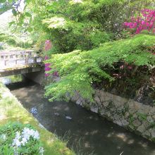 ツツジの季節。