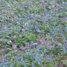 カタクリやエゾエンゴサクが咲き乱れる光景は圧巻です