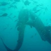網の中のジンベエザメと泳げる