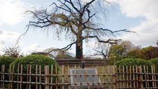 枝垂れ桜がすばらしい