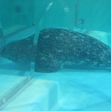 あざらしの展示はかわいい。