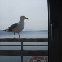 海鳥が遊びにきます。