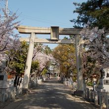 参道を少し進んで大鳥居と桜。