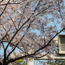 大鳥居と桜にフォーカスして撮影したものです。