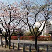 参道桜並木と衣浦小学校のレッドロビンの生垣。