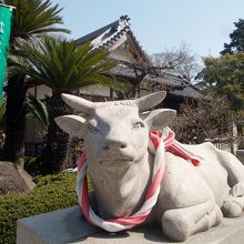 京都北野天満宮や岡崎岩津天満宮でみかける撫で牛。