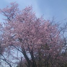 桜は並木としてよりも個々の木々の個性を楽しむと良い場所です