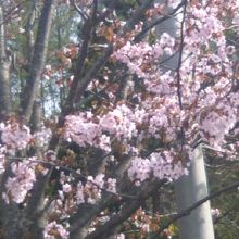 春は桜も楽しめます