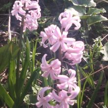 入口付近ではこんなお花も見つけました