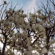 モクレンがきれいに咲くお寺