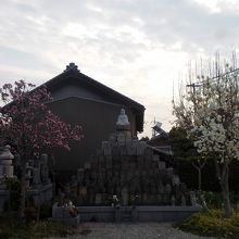滋賀県石塔寺のような石塔の両横に咲く白と桃色のモクレンの花。