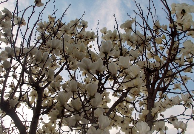 モクレンがきれいに咲くお寺