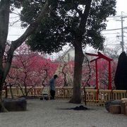 刈谷市内で梅を観るならここ！