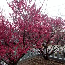 立派な２本の紅梅の木。白梅は遅咲きですね。