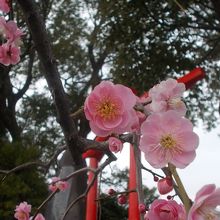 紅梅のアップと朱塗りの鳥居。