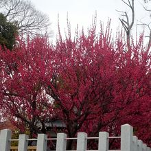 境内外からの紅梅の眺め。