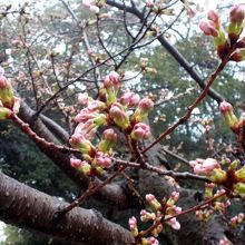 雨に濡れた桜の蕾も風情があって良いです。