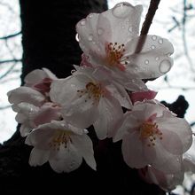 一足先に咲き始めていた桜です。