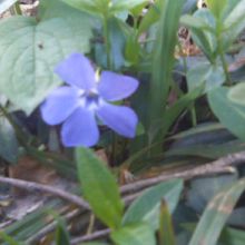 春はお花を観賞して楽しむのも良いですね！