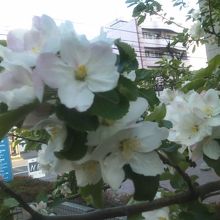 幾重にも咲くリンゴの花から、生命力を感じられます