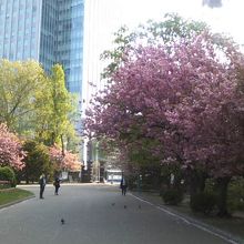 桜の様子