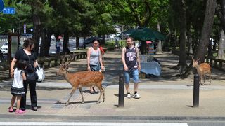 たくさん寄ってくる