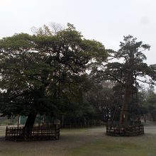 境内中央のタブノキ（左）とクロガネモチ（右、神木）。