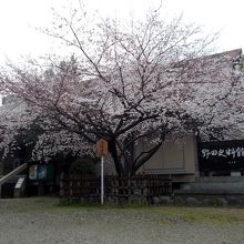 野田資料館前のほぼ満開の薄墨桜。