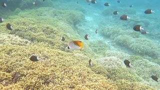 ケラマブルーの海に感動