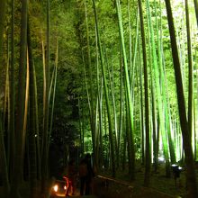 竹林のライトアップ