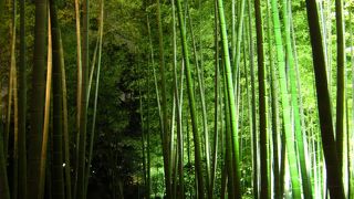 絶景の竹林ライトアップ