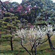 東海市の花の名所