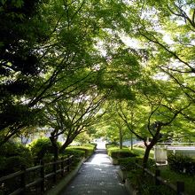 帰り道の青もみじ。目の保養に最適。
