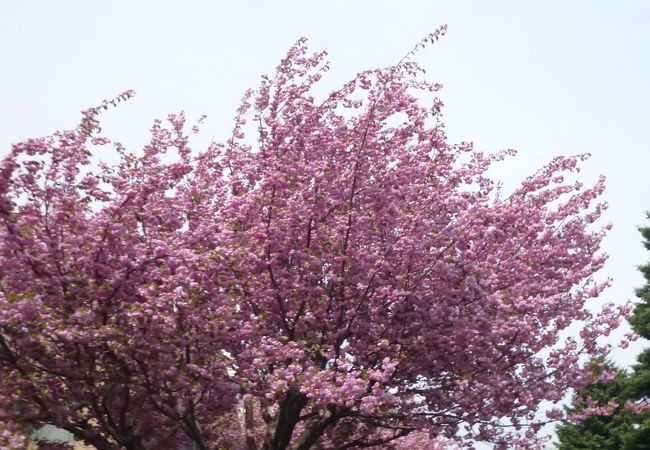 ピンクの花がキレイ