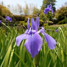 回遊式庭園の一角に咲いていたカキツバタ。