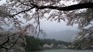 池にうつる桜とアルプスが綺麗らしい