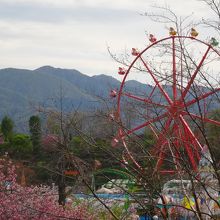 八重桜と観覧車